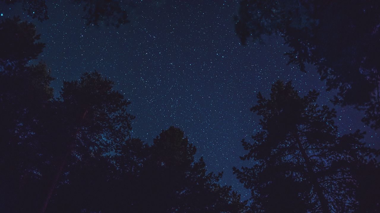 Wallpaper starry sky, bottom view, night, trees, tops, stars