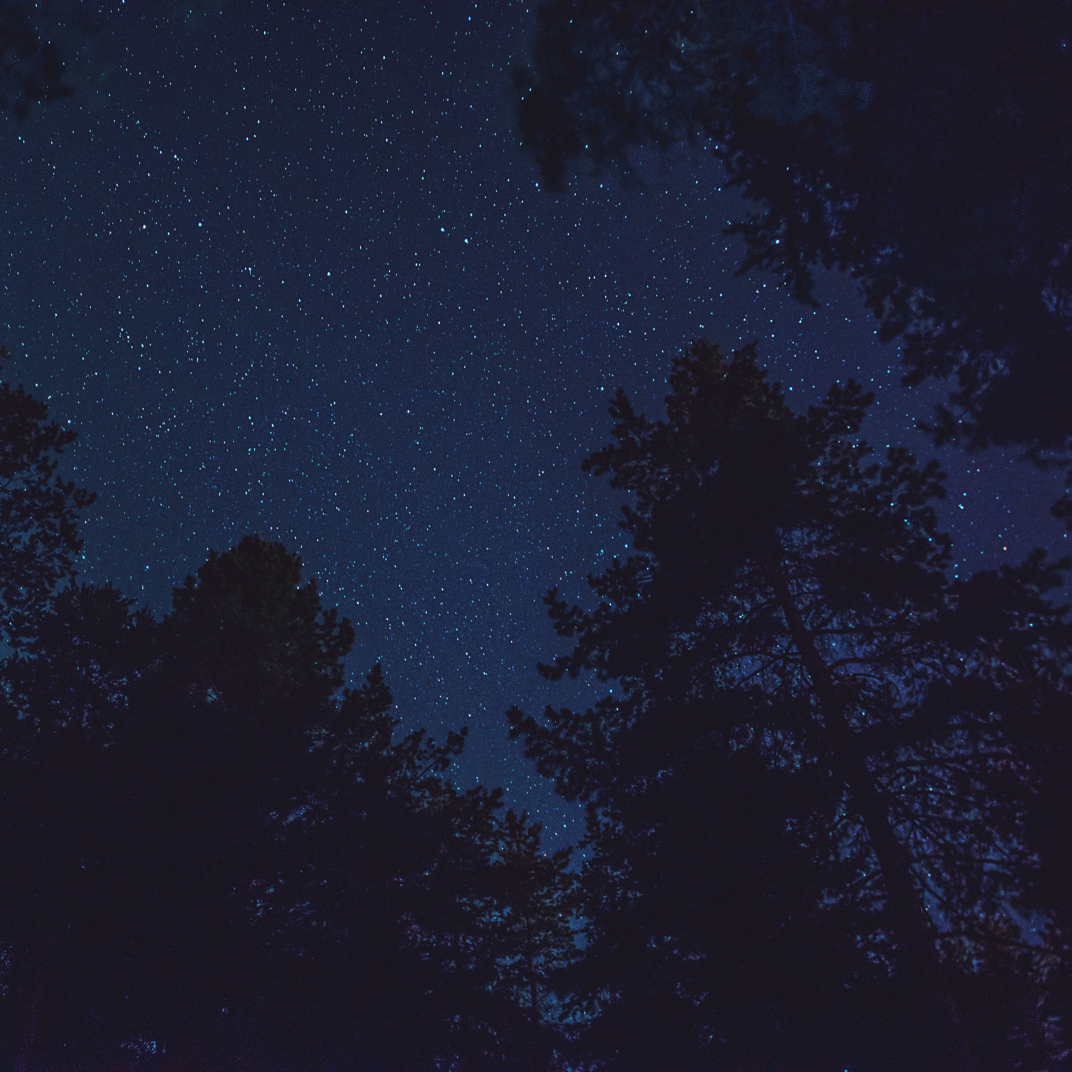Download wallpaper 3415x3415 starry sky, bottom view, night, trees ...