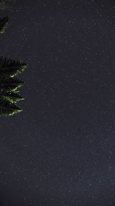 Preview wallpaper starry sky, branches, leaves, night, dark