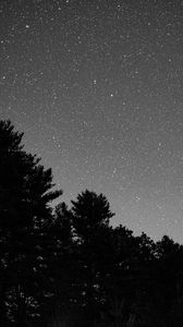 Preview wallpaper starry sky, bushes, bw, stars