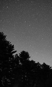 Preview wallpaper starry sky, bushes, bw, stars