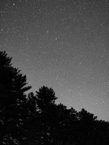 Preview wallpaper starry sky, bushes, bw, stars