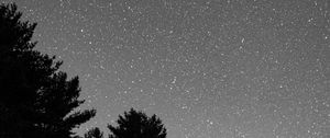 Preview wallpaper starry sky, bushes, bw, stars