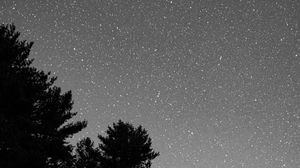 Preview wallpaper starry sky, bushes, bw, stars