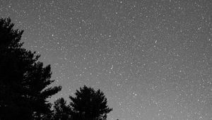 Preview wallpaper starry sky, bushes, bw, stars