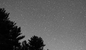 Preview wallpaper starry sky, bushes, bw, stars