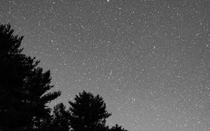 Preview wallpaper starry sky, bushes, bw, stars