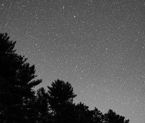 Preview wallpaper starry sky, bushes, bw, stars