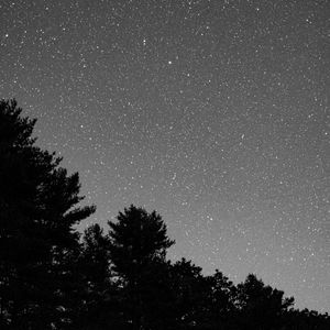 Preview wallpaper starry sky, bushes, bw, stars