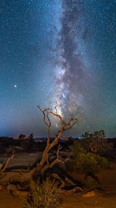 Preview wallpaper starry sky, driftwood, bushes, night