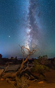 Preview wallpaper starry sky, driftwood, bushes, night