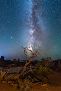 Preview wallpaper starry sky, driftwood, bushes, night