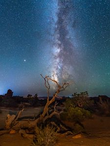 Preview wallpaper starry sky, driftwood, bushes, night