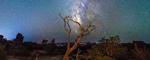 Preview wallpaper starry sky, driftwood, bushes, night