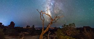 Preview wallpaper starry sky, driftwood, bushes, night