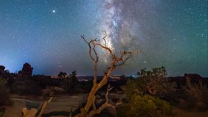 Preview wallpaper starry sky, driftwood, bushes, night