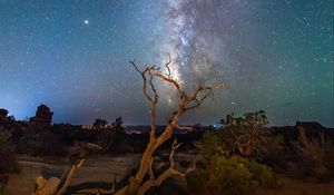 Preview wallpaper starry sky, driftwood, bushes, night