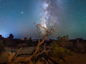 Preview wallpaper starry sky, driftwood, bushes, night