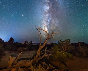 Preview wallpaper starry sky, driftwood, bushes, night