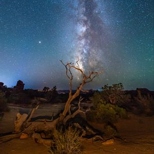 Preview wallpaper starry sky, driftwood, bushes, night