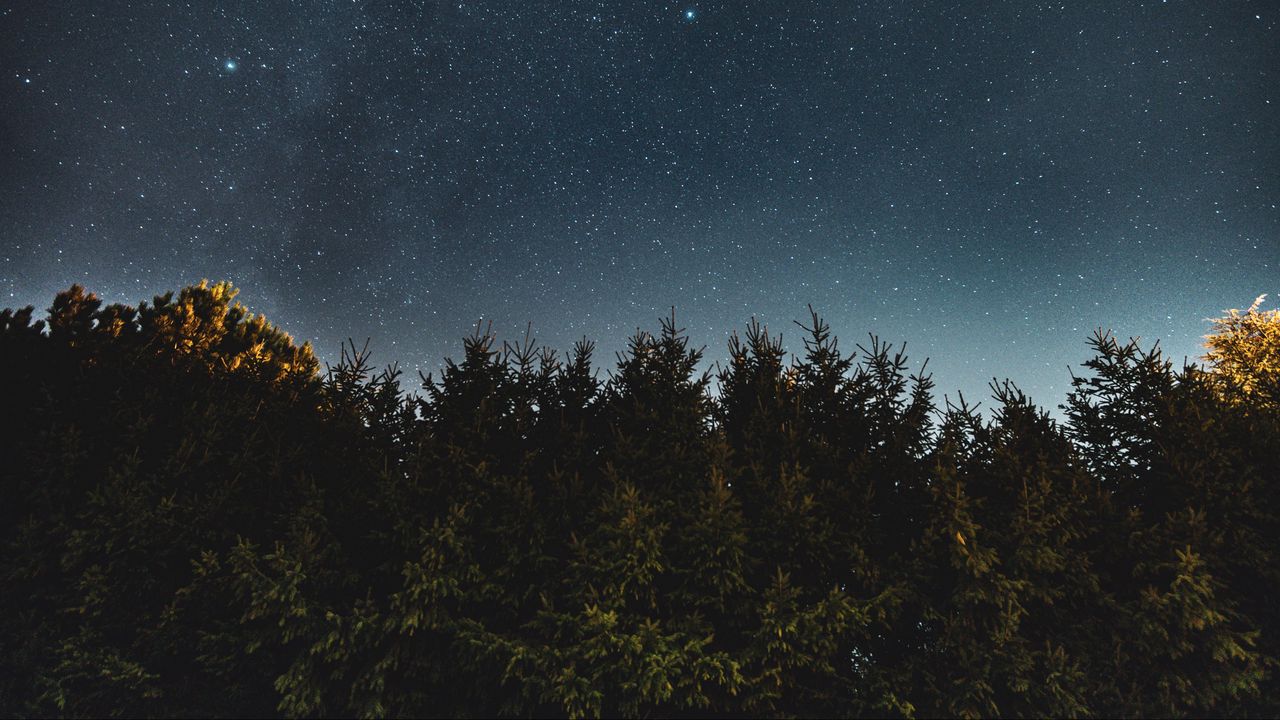 Wallpaper starry sky, fir trees, night, trees, sky