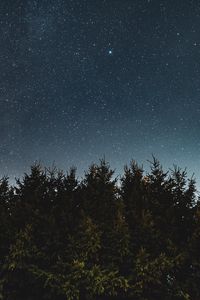 Preview wallpaper starry sky, fir trees, night, trees, sky