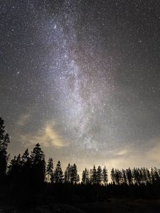 Preview wallpaper starry sky, milky way, stars, trees, night