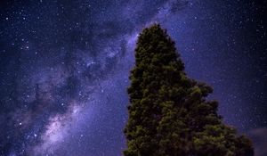 Preview wallpaper starry sky, milky way, tree, stars