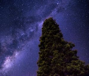 Preview wallpaper starry sky, milky way, tree, stars