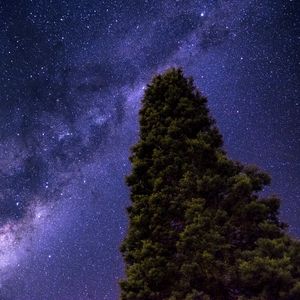 Preview wallpaper starry sky, milky way, tree, stars