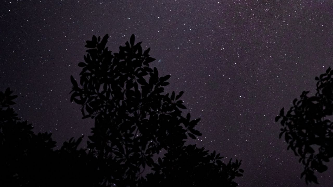 Wallpaper starry sky, night, branches, bushes