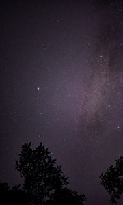 Preview wallpaper starry sky, night, branches, bushes