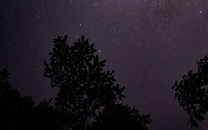 Preview wallpaper starry sky, night, branches, bushes