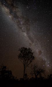 Preview wallpaper starry sky, night, milky way, trees, outlines, stars