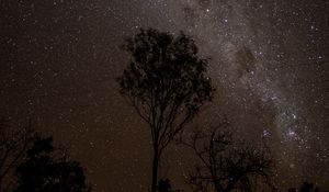 Preview wallpaper starry sky, night, milky way, trees, outlines, stars