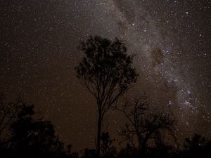 Preview wallpaper starry sky, night, milky way, trees, outlines, stars