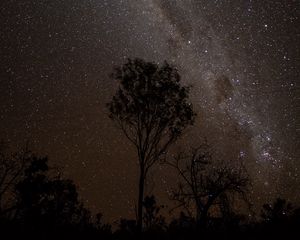 Preview wallpaper starry sky, night, milky way, trees, outlines, stars