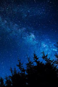 Preview wallpaper starry sky, night, stars, glitter, trees