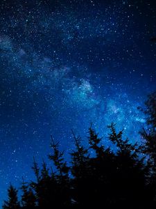Preview wallpaper starry sky, night, stars, glitter, trees