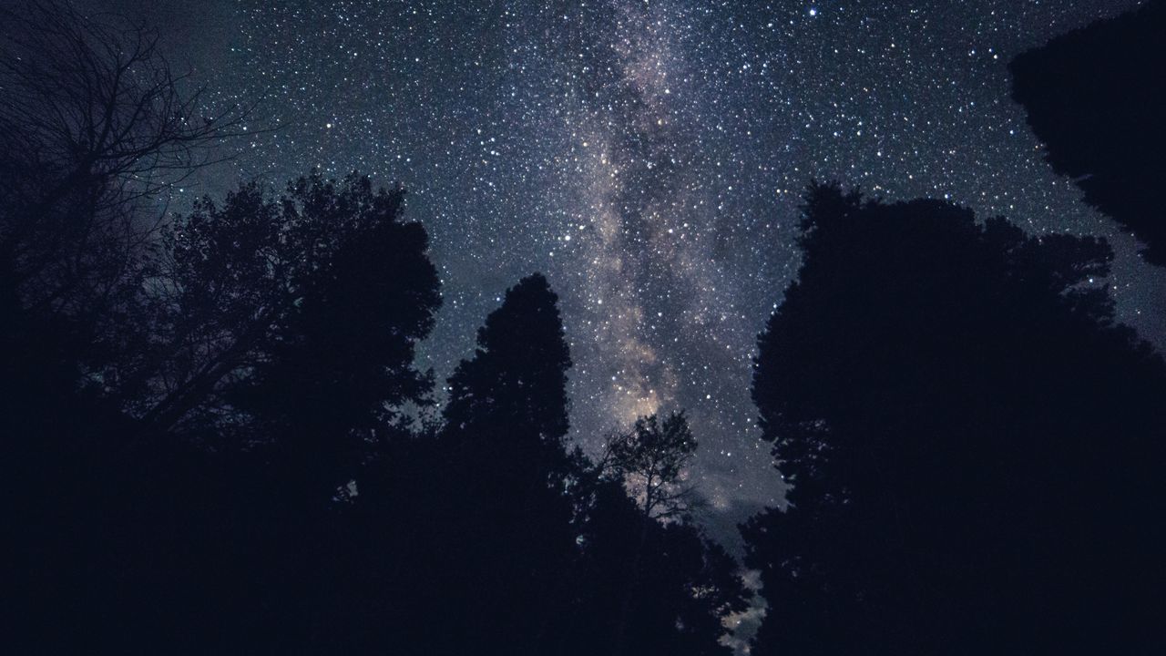 Wallpaper starry sky, night, stars, trees