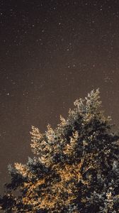 Preview wallpaper starry sky, night, tree, glitter