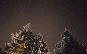 Preview wallpaper starry sky, night, tree, glitter