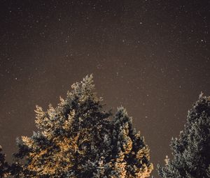 Preview wallpaper starry sky, night, tree, glitter