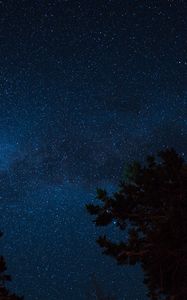 Preview wallpaper starry sky, night, trees, stars