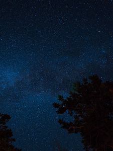 Preview wallpaper starry sky, night, trees, stars