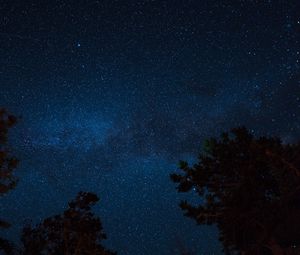 Preview wallpaper starry sky, night, trees, stars