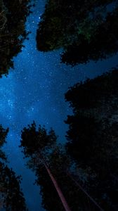 Preview wallpaper starry sky, night, trees, stars