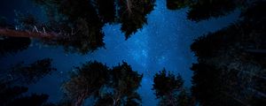 Preview wallpaper starry sky, night, trees, stars