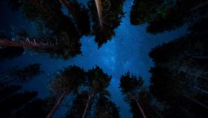 Preview wallpaper starry sky, night, trees, stars