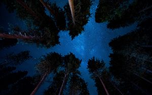 Preview wallpaper starry sky, night, trees, stars
